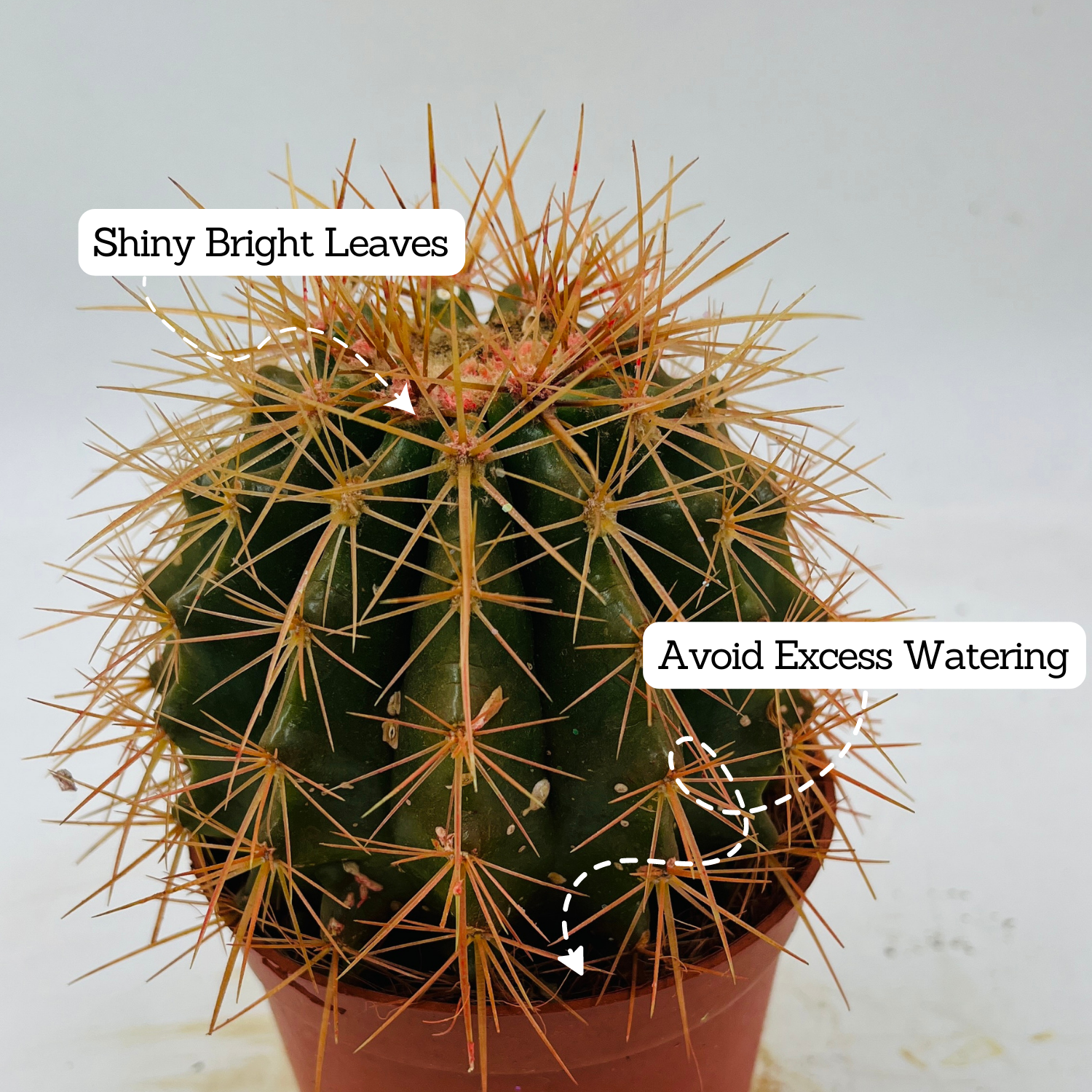 Ball Cactus (Parodia magnifica) - Live Plant (Home & Graden)