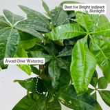 Pachira Money Plant Tree | Malabar Chestnut (Pachira aquatica)- Live Plant Selfwatering Pot (Home & Garden)
