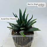 Haworthia Fasciata cv. Concolor - Live Plant (Home & Garden)