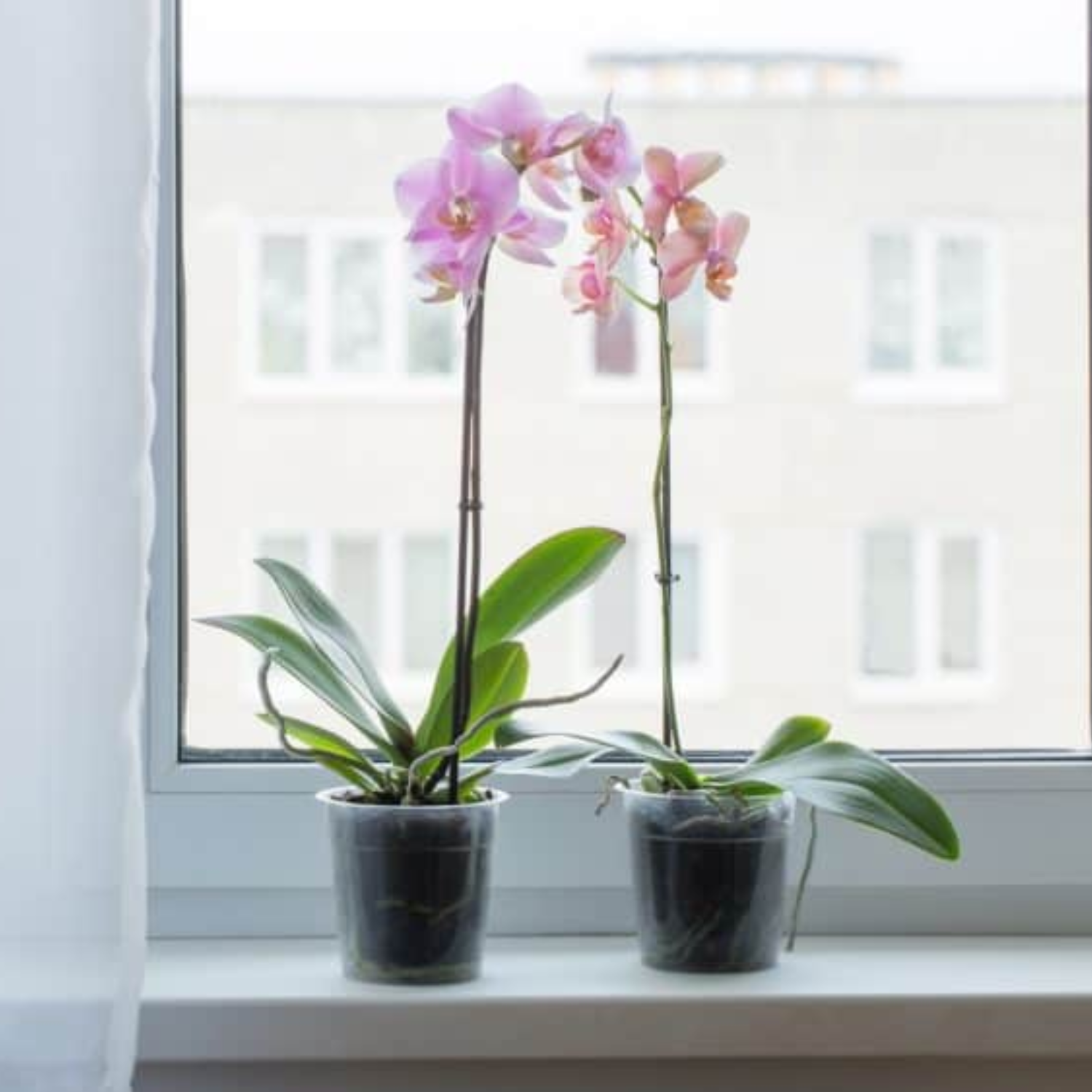 Orchid Plastic Pot
