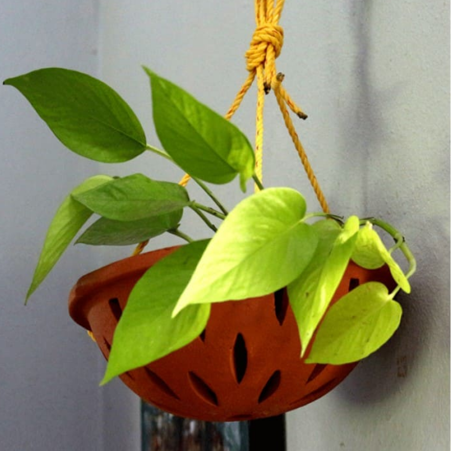 Orchid Terracotta Planter Cap