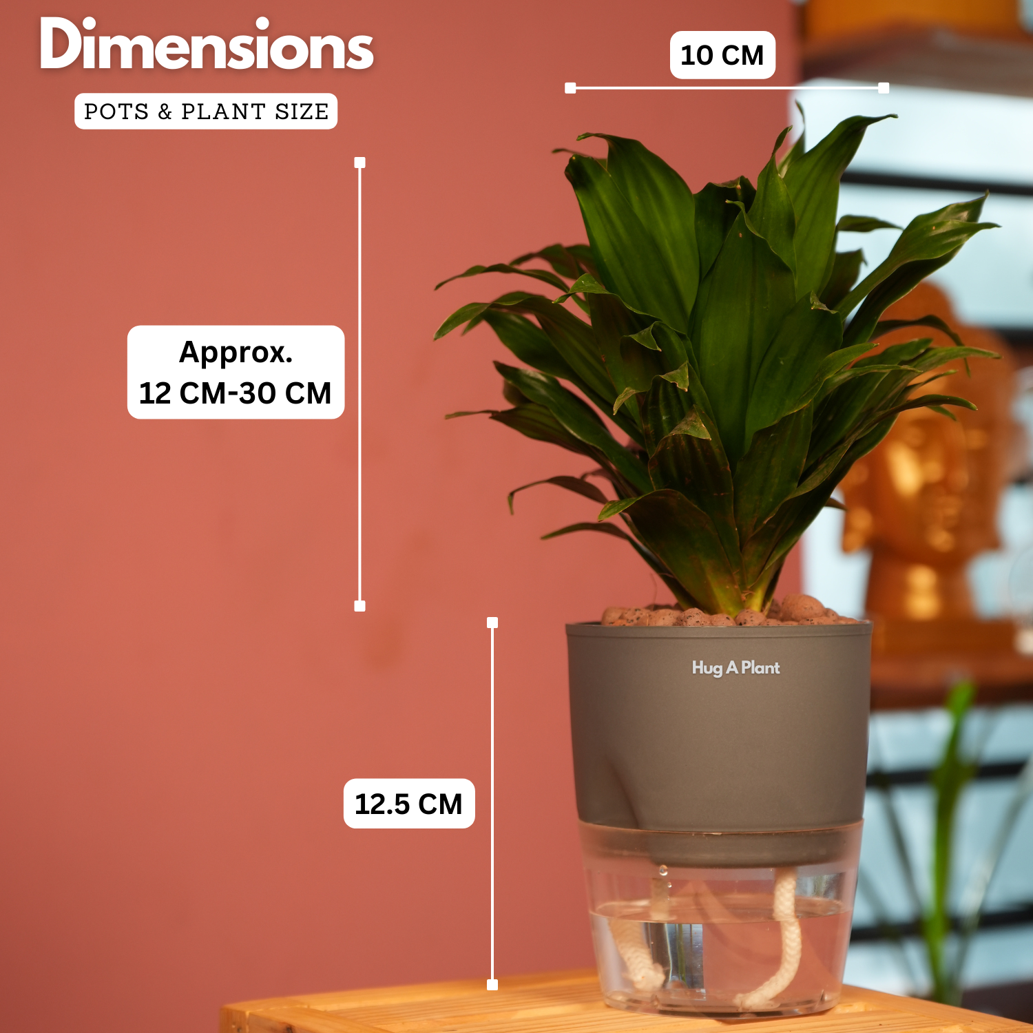 Dracaena Compacta - Live Plant (With Self-Watering Pot & Plant)