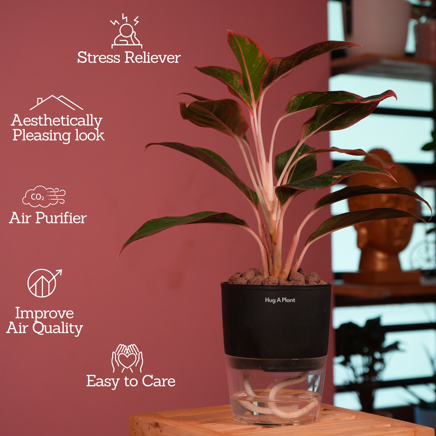 Aglaonema Lipstick - Live Plant (With Self-Watering Pot & Plant)