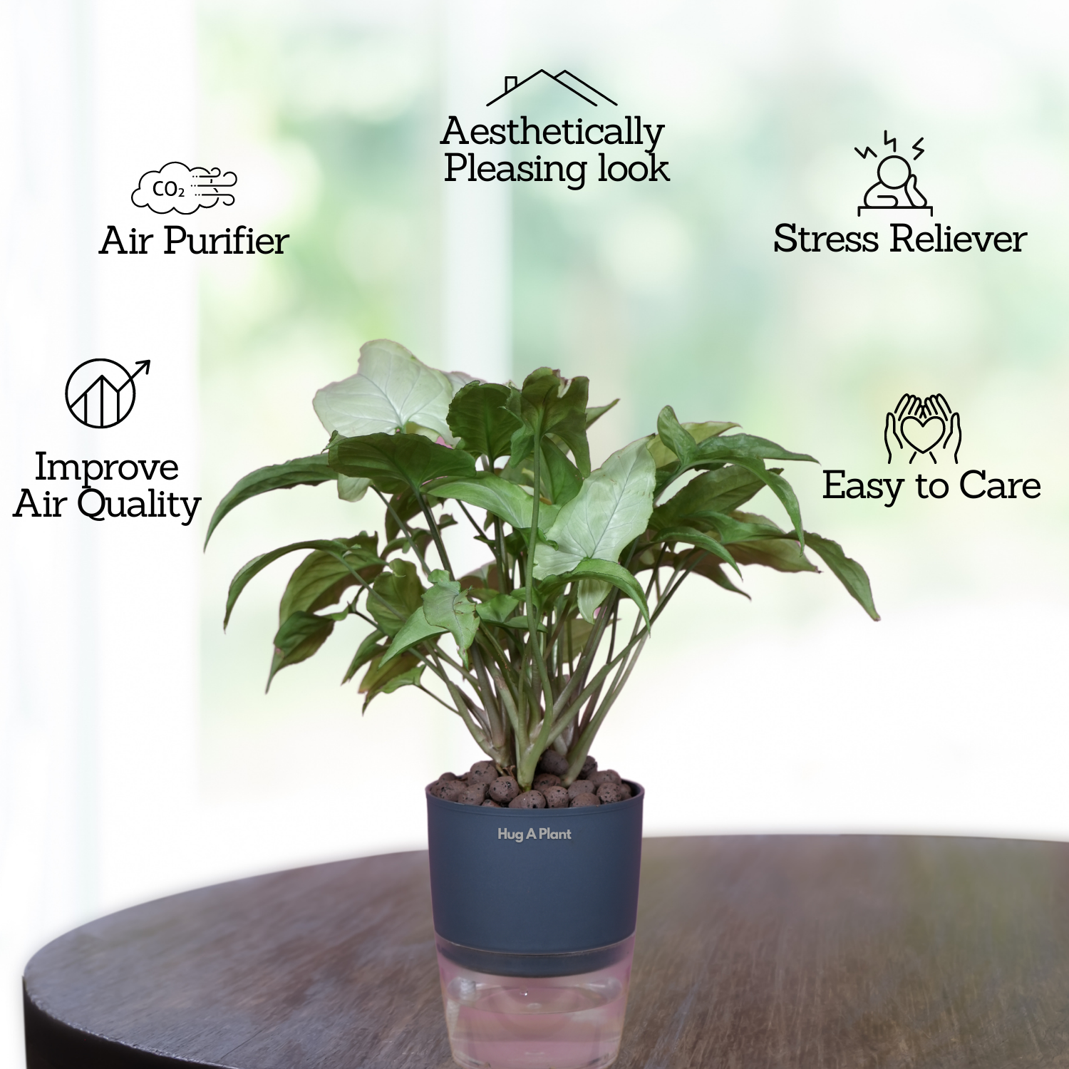 White Syngonium - Live Plant (With Self-Watering Pot & Plant)