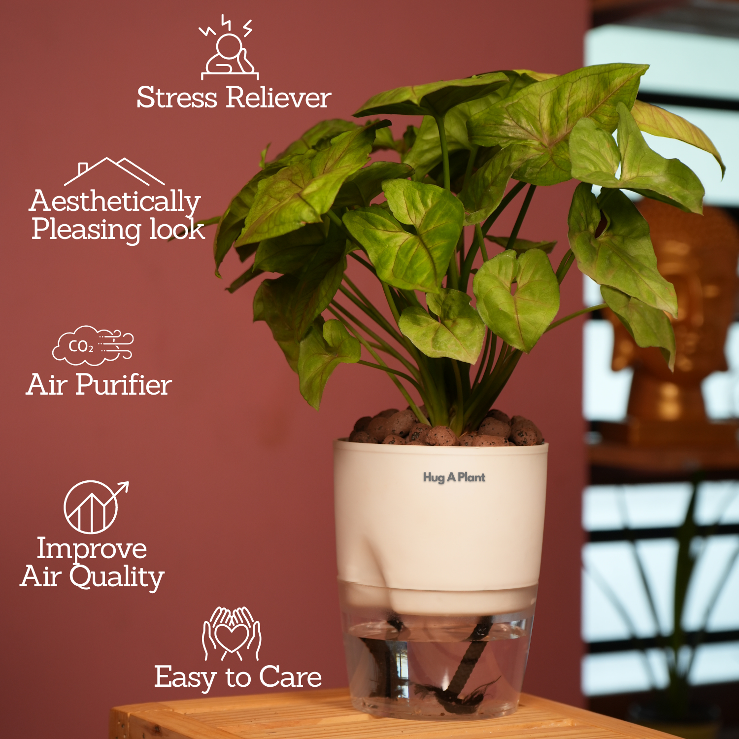 Syngonium Lemon - Live Plant (With Self-Watering Pot & Plant)