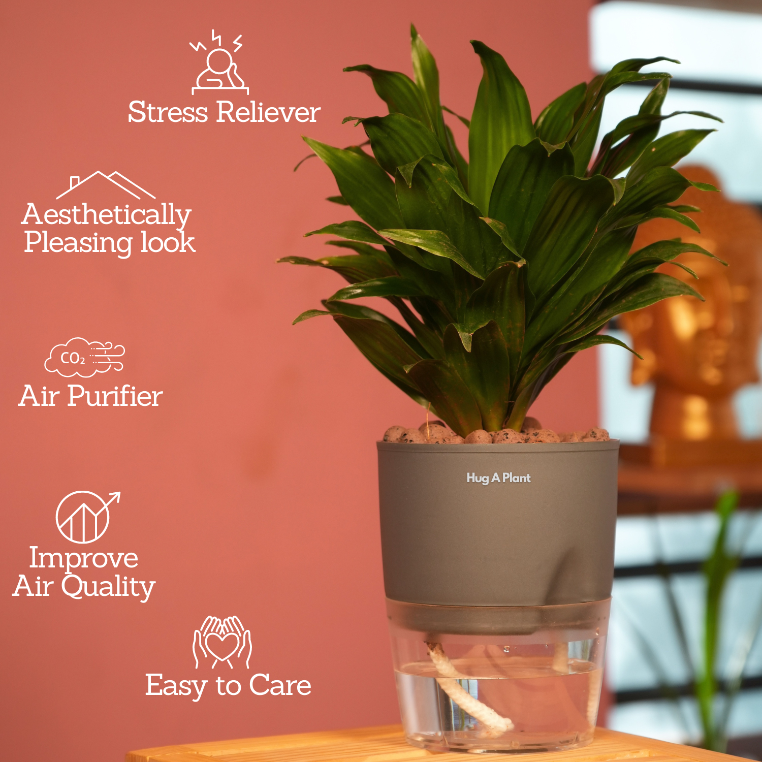 Dracaena Compacta - Live Plant (With Self-Watering Pot & Plant)