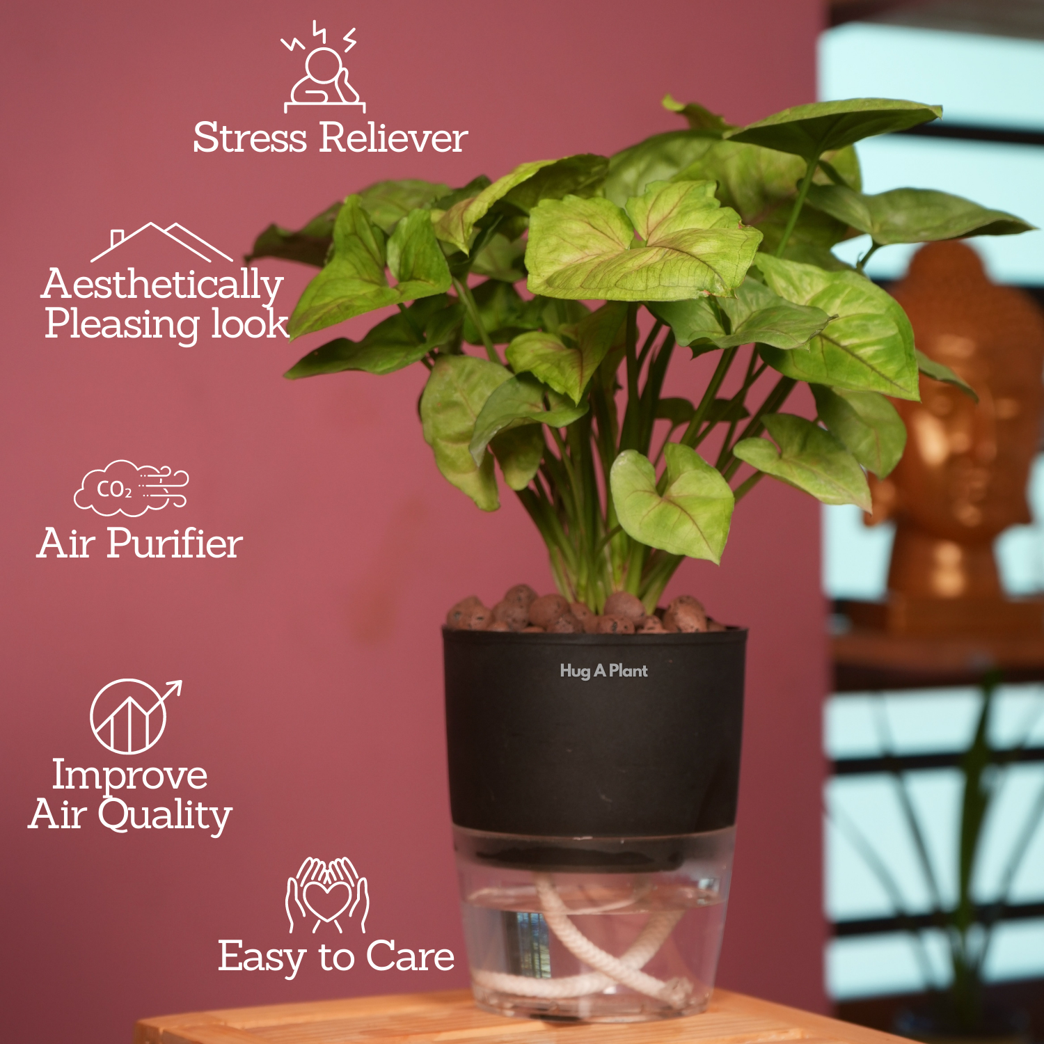 Syngonium Lemon - Live Plant (With Self-Watering Pot & Plant)