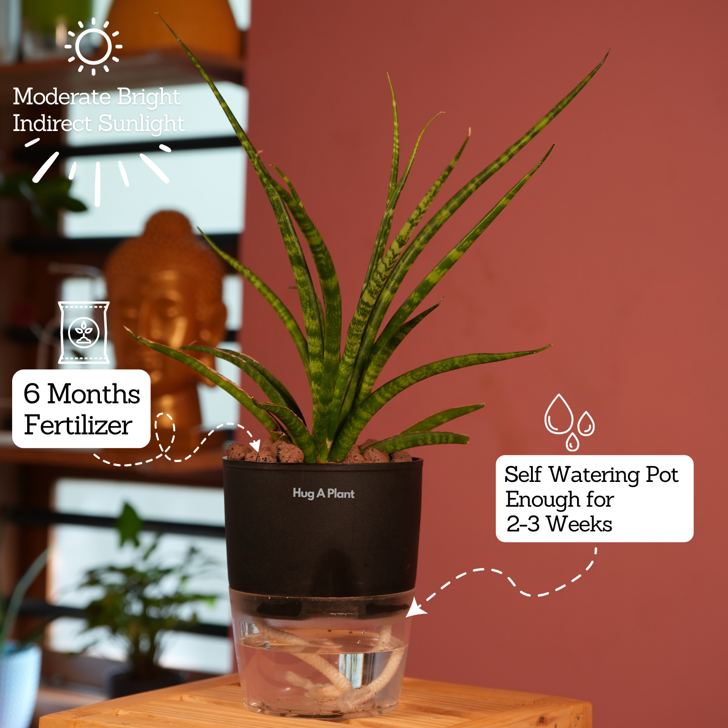 Mikado Snake Plant(Small)- Live Plant (With Self-Watering Pot & Plant)