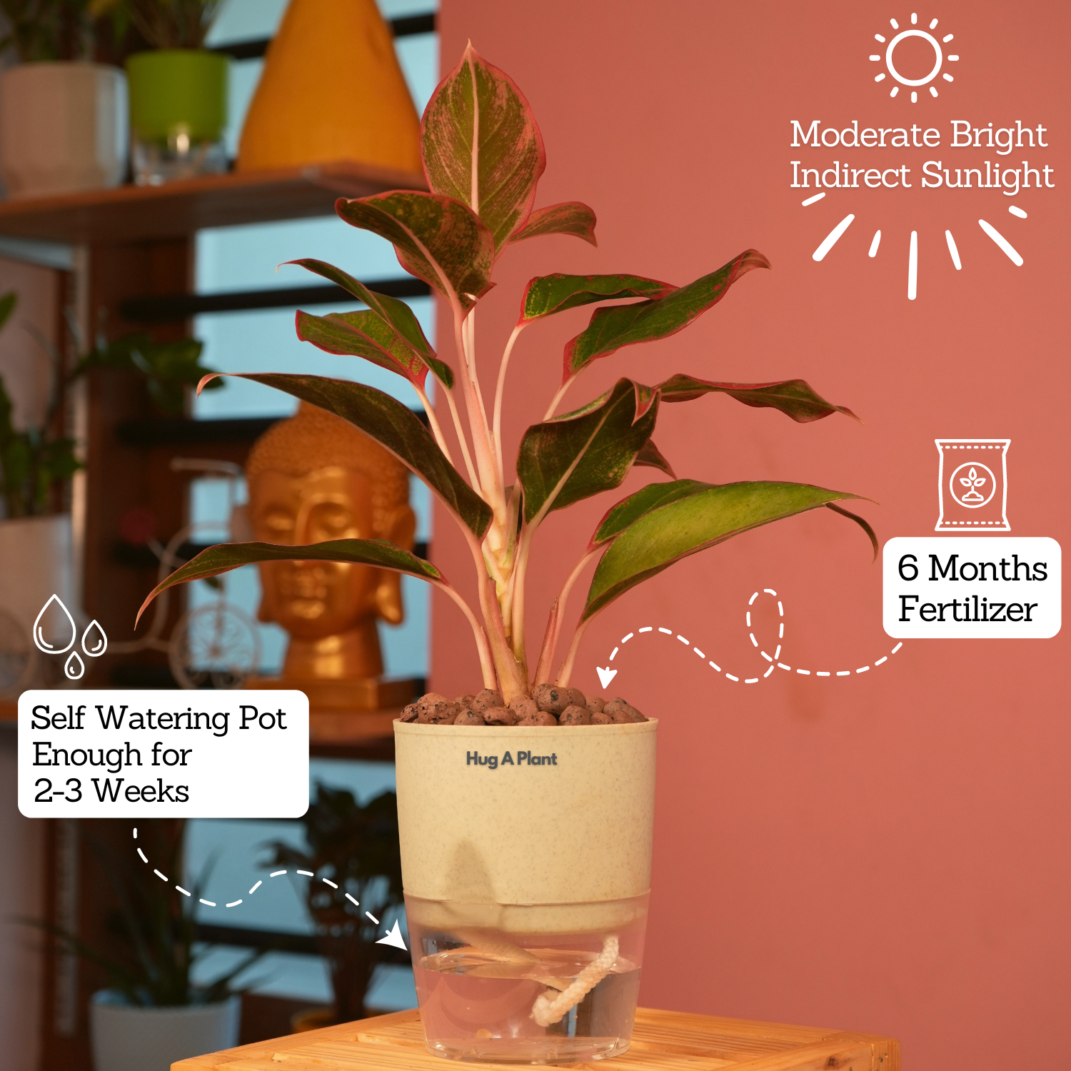 Aglaonema Lipstick - Live Plant (With Self-Watering Pot & Plant)