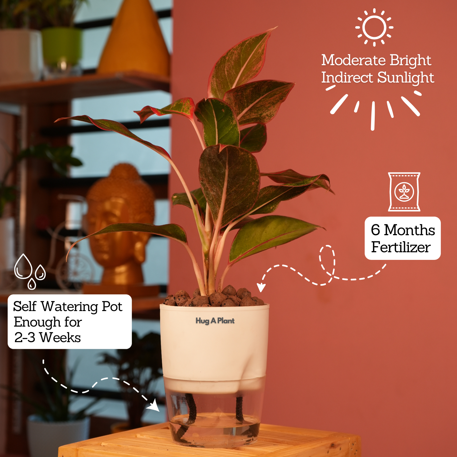 Aglaonema Lipstick - Live Plant (With Self-Watering Pot & Plant)