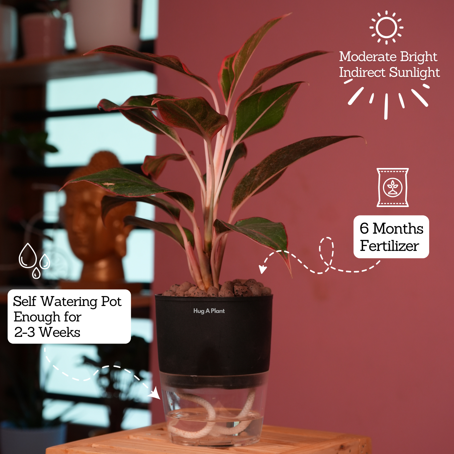 Aglaonema Lipstick - Live Plant (With Self-Watering Pot & Plant)