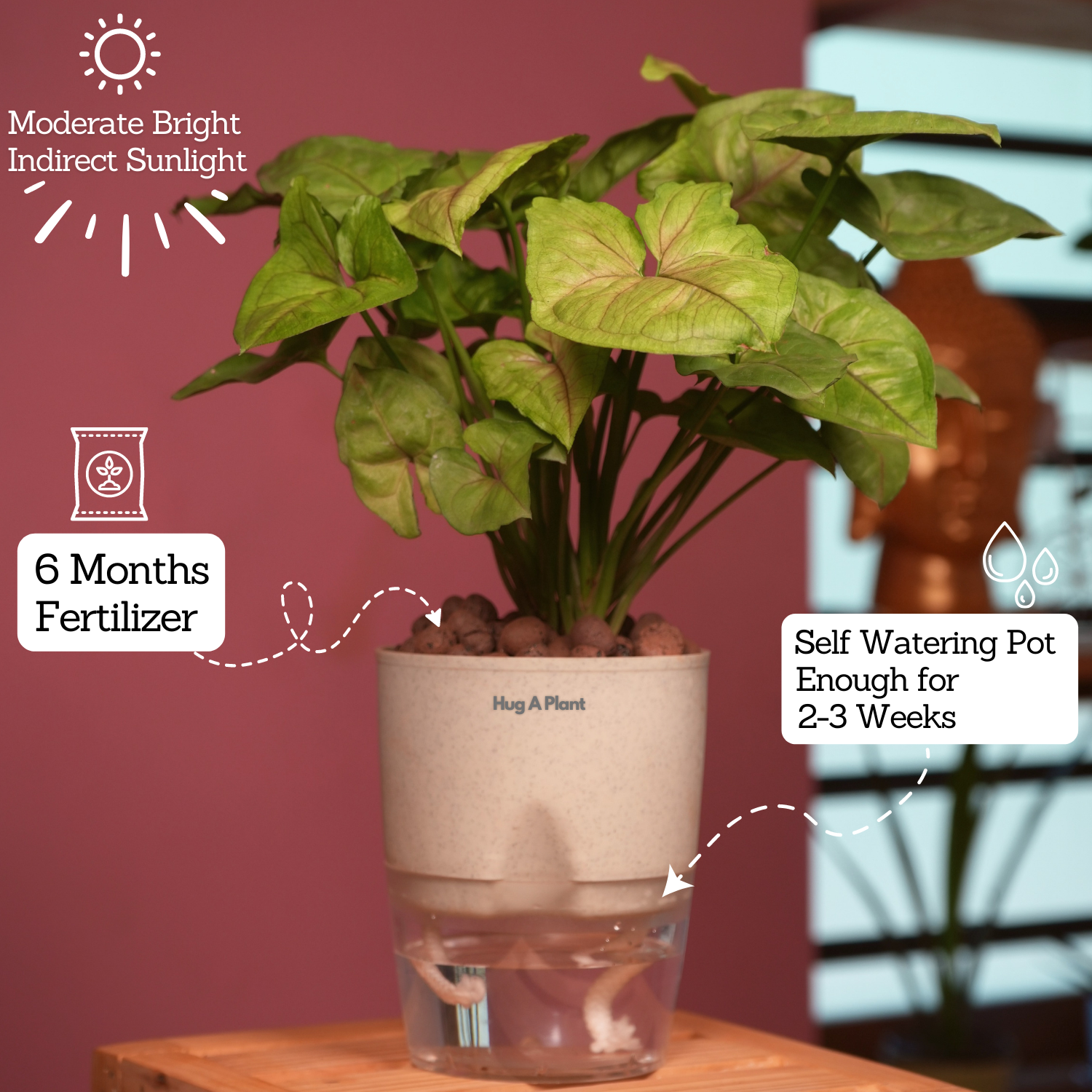 Syngonium Lemon - Live Plant (With Self-Watering Pot & Plant)
