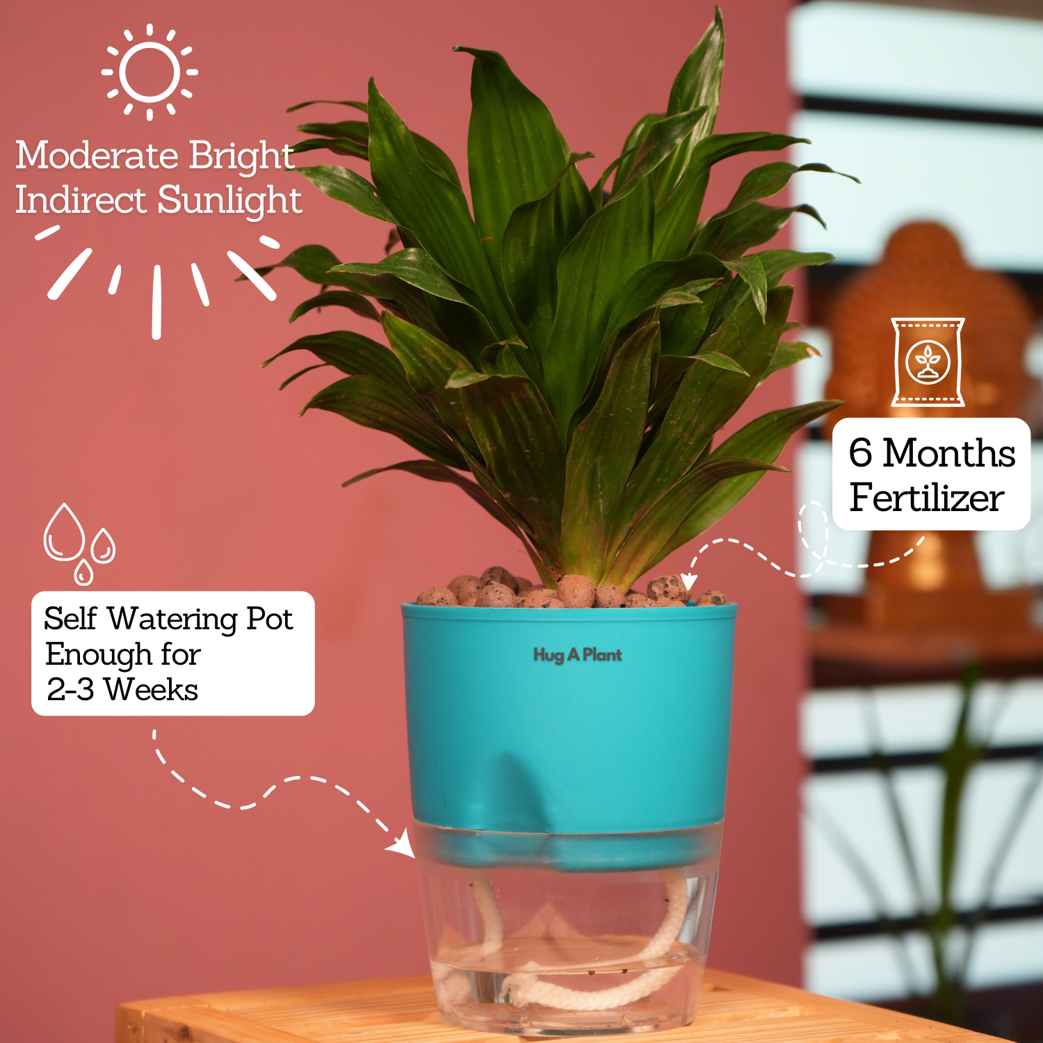 Dracaena Compacta - Live Plant (With Self-Watering Pot & Plant)