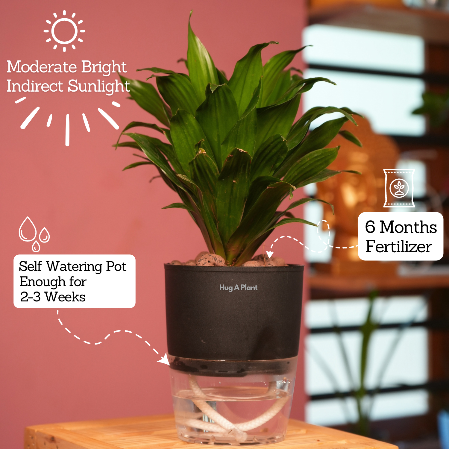 Dracaena Compacta - Live Plant (With Self-Watering Pot & Plant)