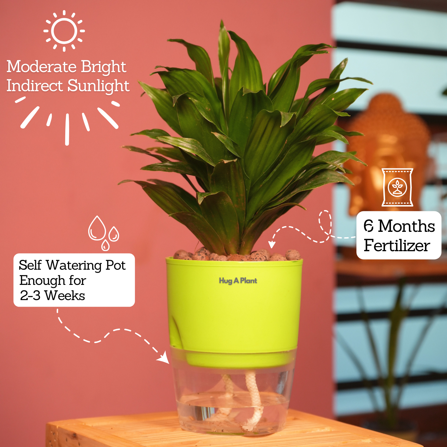 Dracaena Compacta - Live Plant (With Self-Watering Pot & Plant)