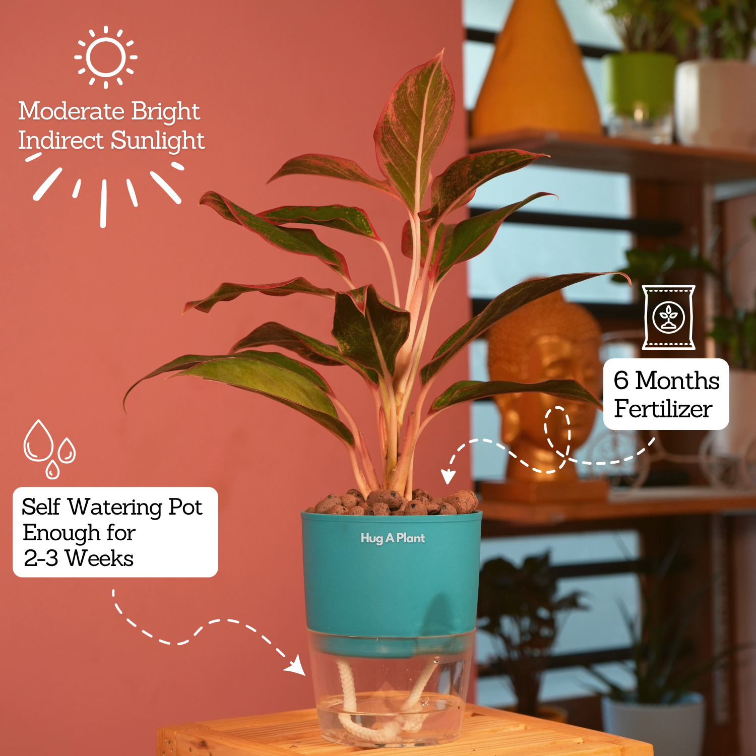 Aglaonema Lipstick - Live Plant (With Self-Watering Pot & Plant)