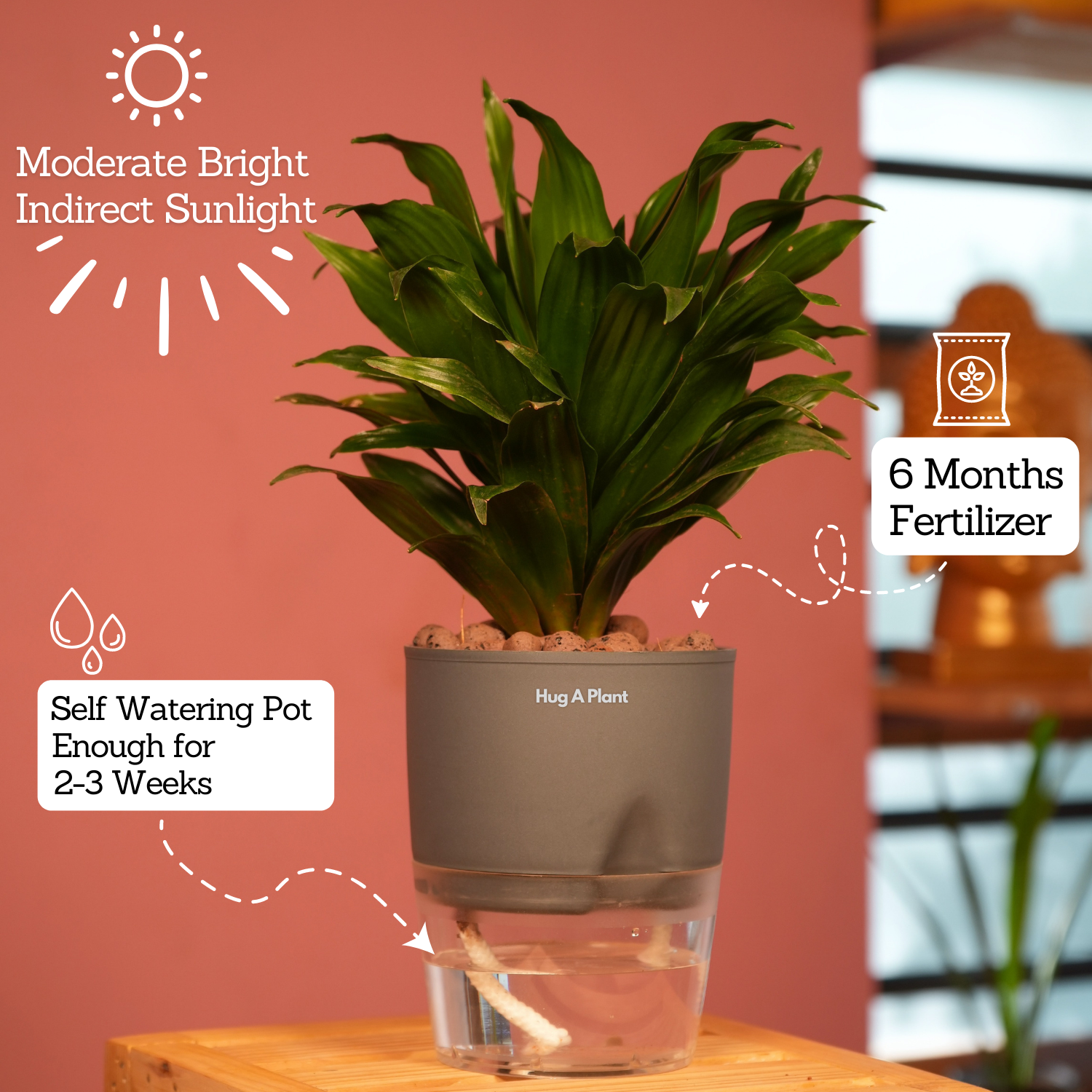 Dracaena Compacta - Live Plant (With Self-Watering Pot & Plant)