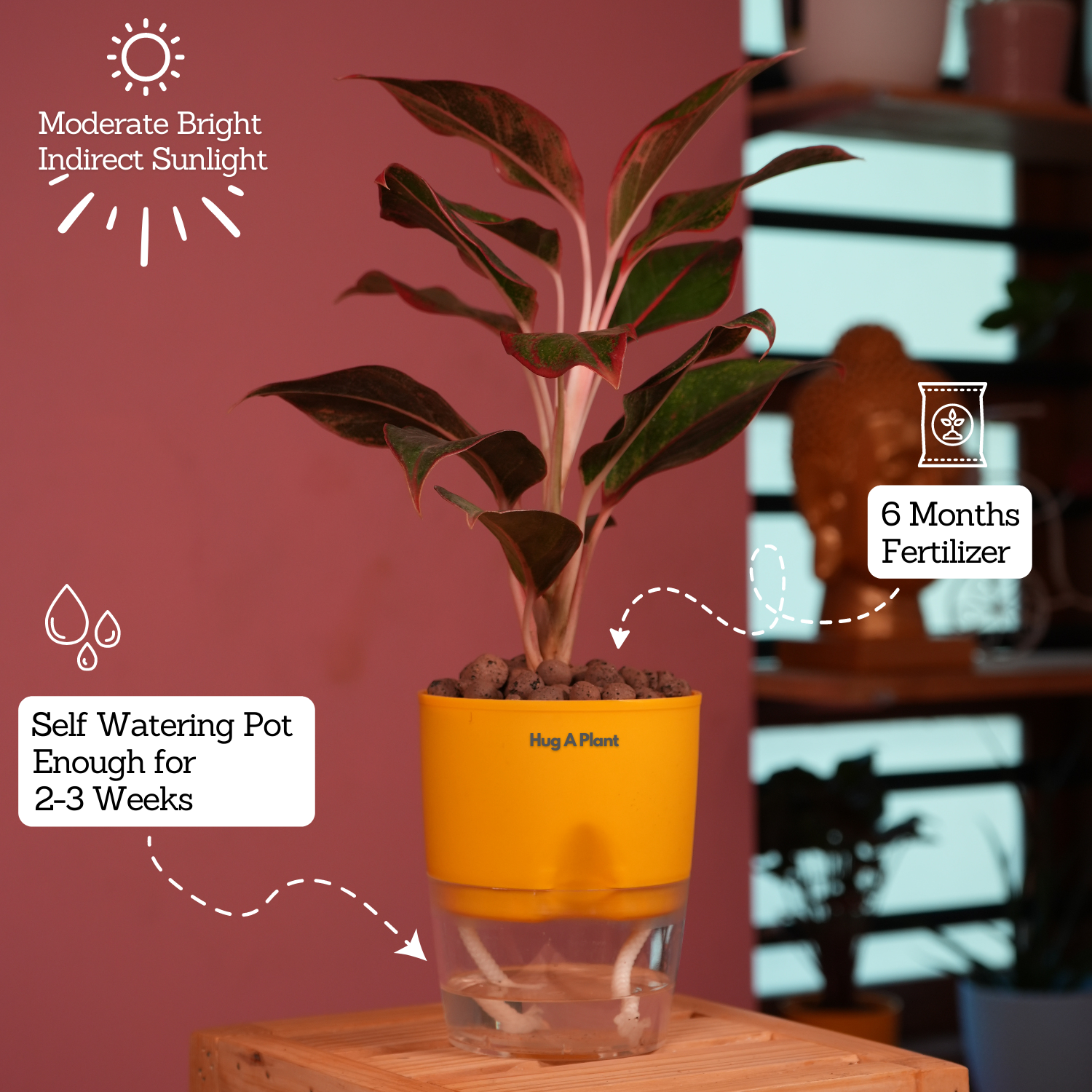 Aglaonema Lipstick - Live Plant (With Self-Watering Pot & Plant)