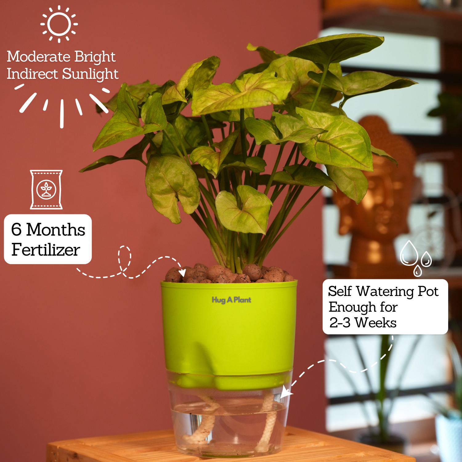 Syngonium Lemon - Live Plant (With Self-Watering Pot & Plant)