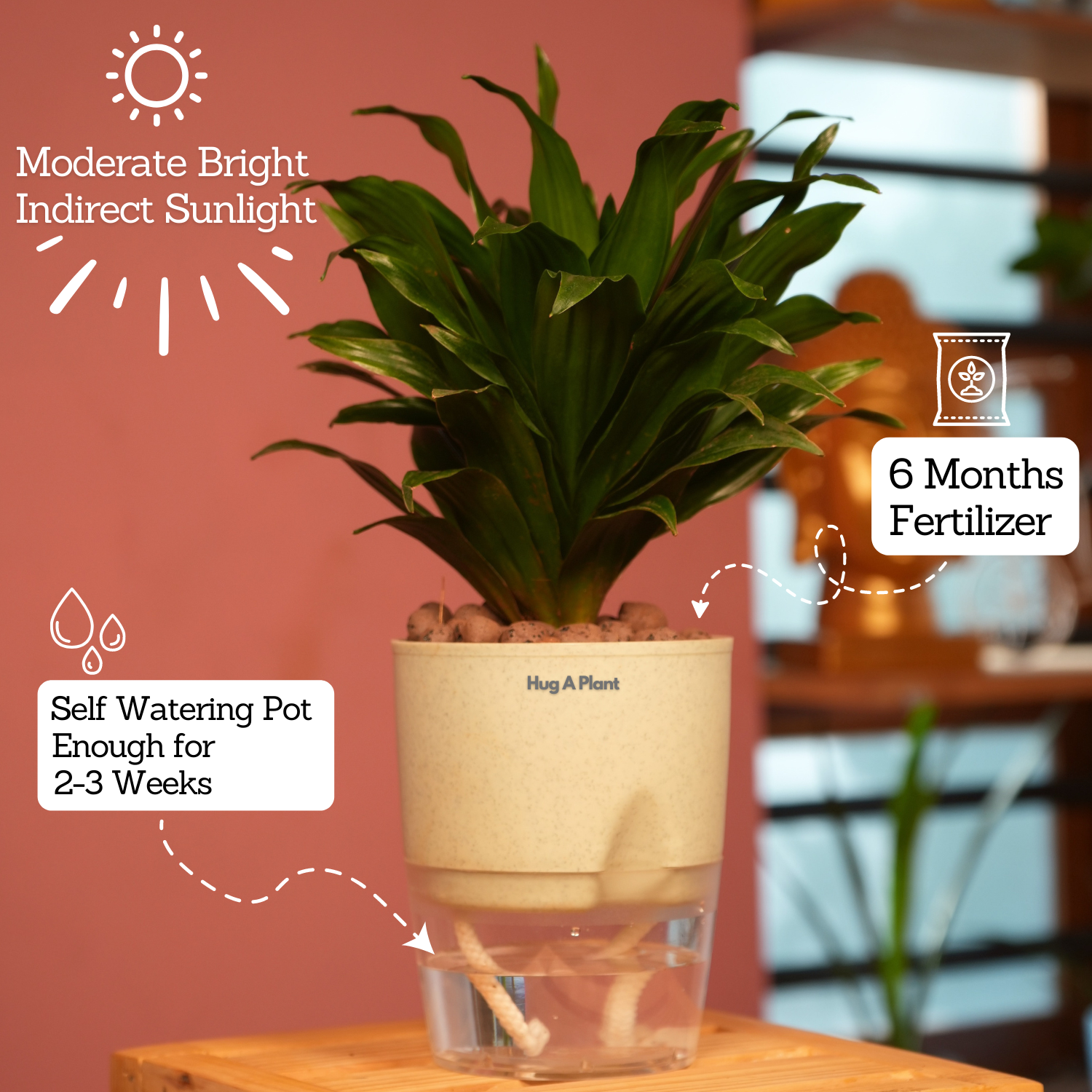 Dracaena Compacta - Live Plant (With Self-Watering Pot & Plant)