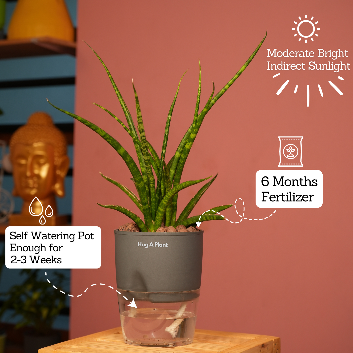 Mikado Snake Plant(Small)- Live Plant (With Self-Watering Pot & Plant)