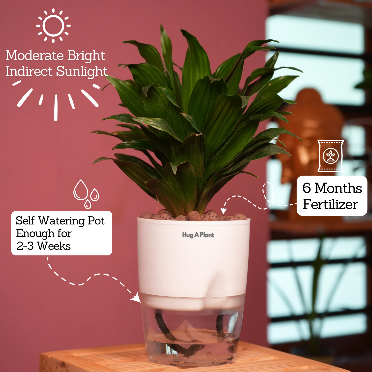 Dracaena Compacta - Live Plant (With Self-Watering Pot & Plant)