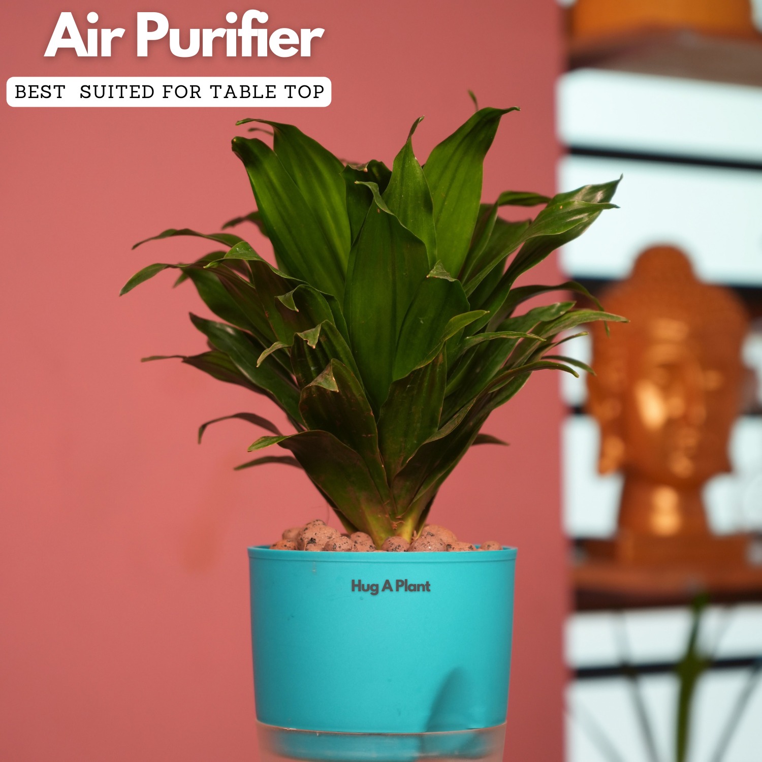 Dracaena Compacta - Live Plant (With Self-Watering Pot & Plant)