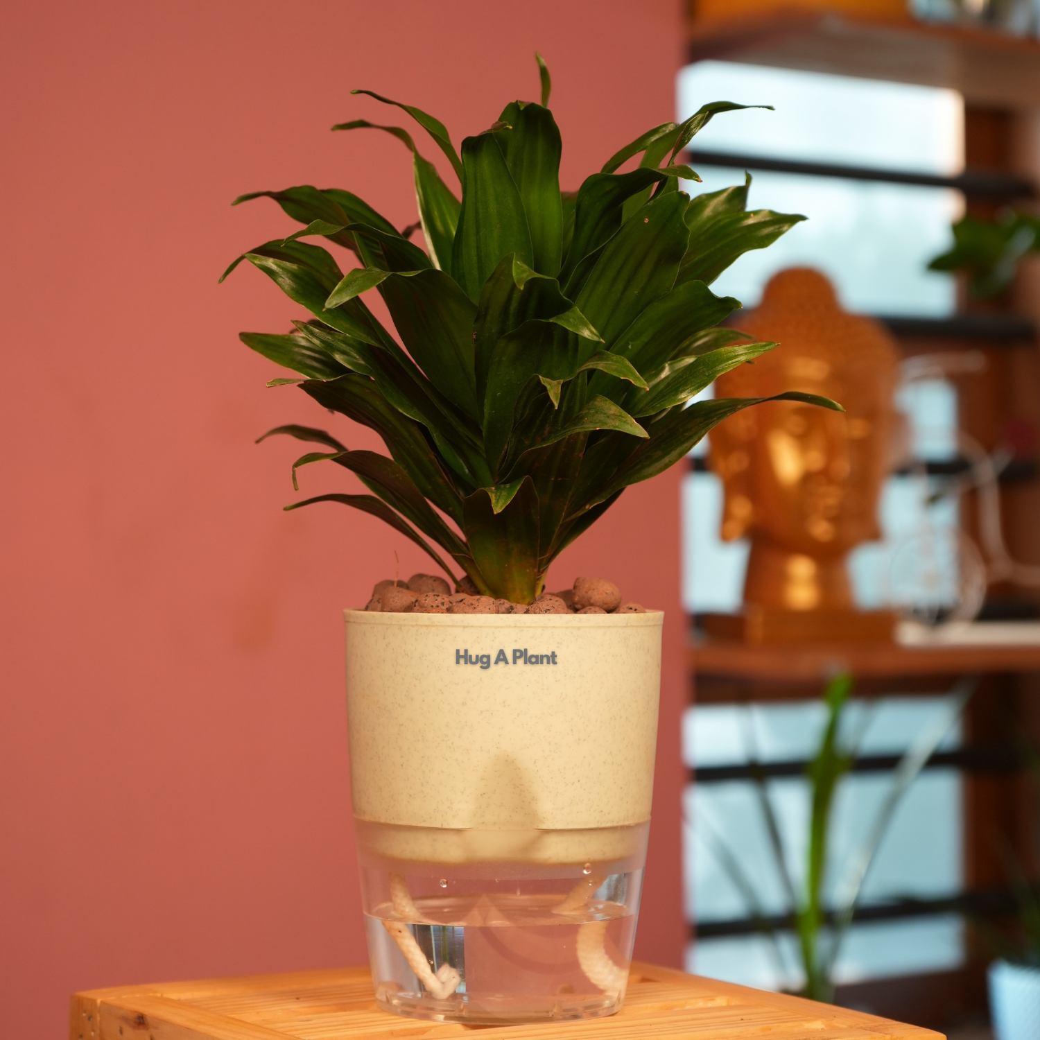 Dracaena Compacta - Live Plant (With Self-Watering Pot & Plant)