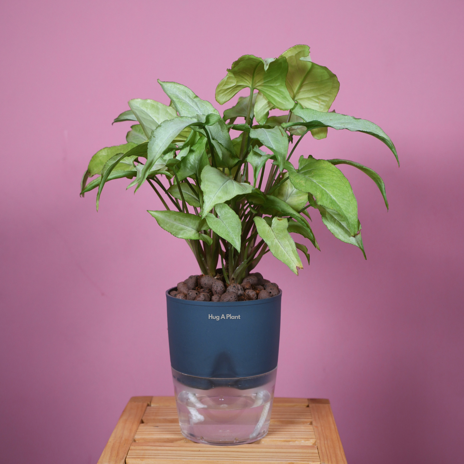 White Syngonium - Live Plant (With Self-Watering Pot & Plant)