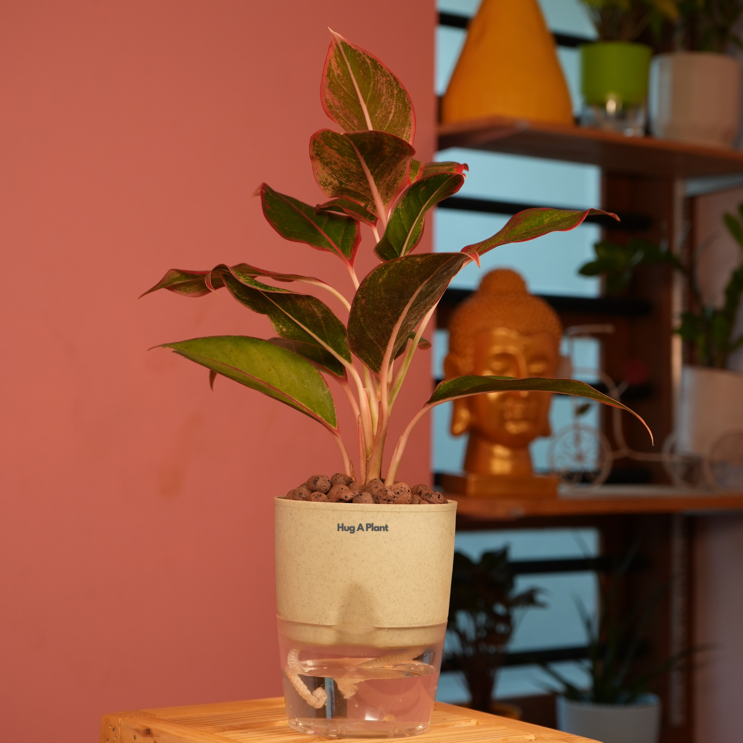 Aglaonema Lipstick - Live Plant (With Self-Watering Pot & Plant)