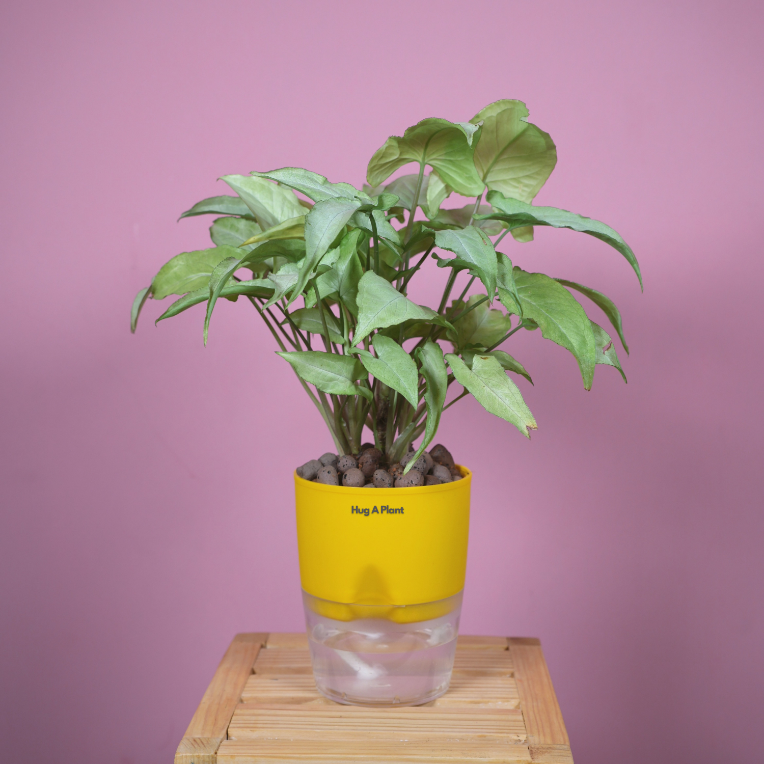 White Syngonium - Live Plant (With Self-Watering Pot & Plant)