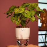 Syngonium Lemon - Live Plant (With Self-Watering Pot & Plant)