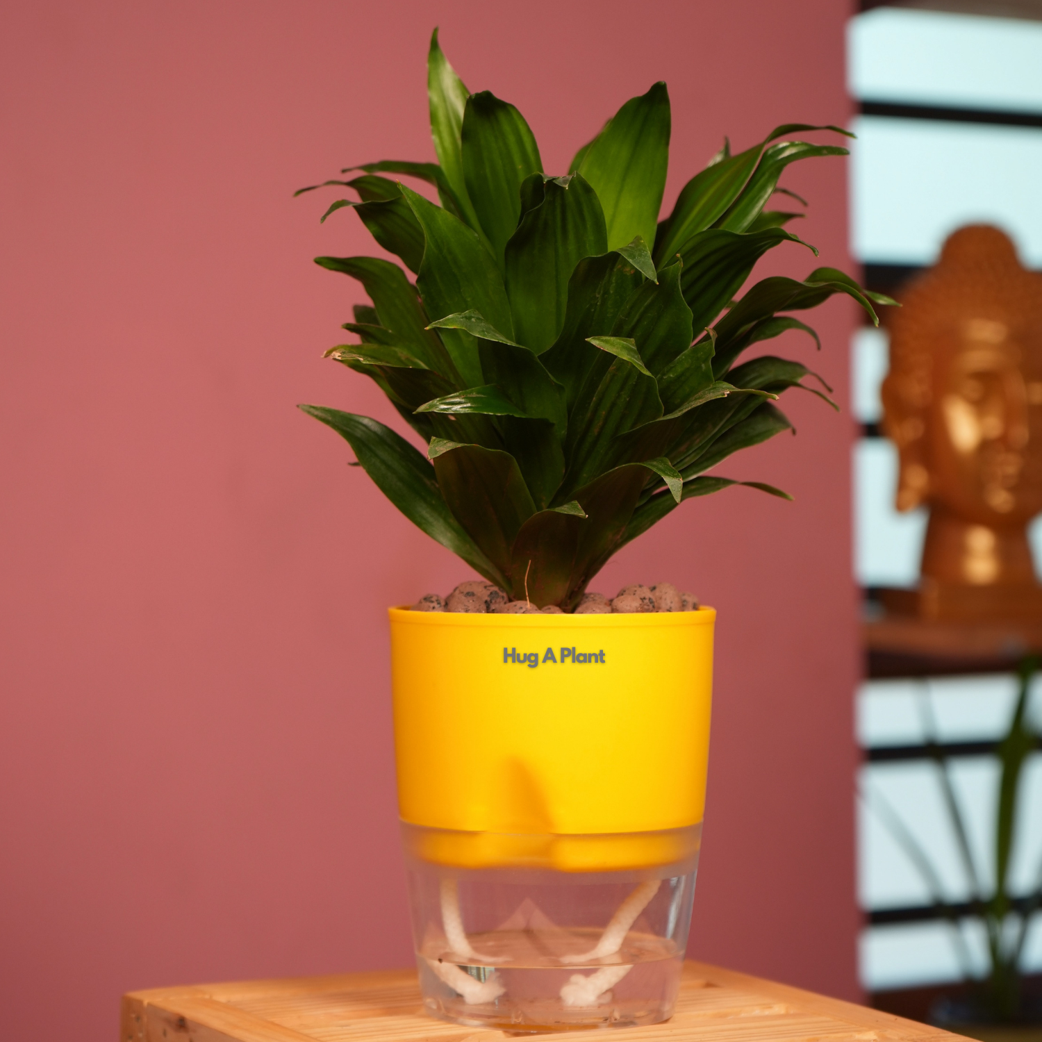 Dracaena Compacta - Live Plant (With Self-Watering Pot & Plant)