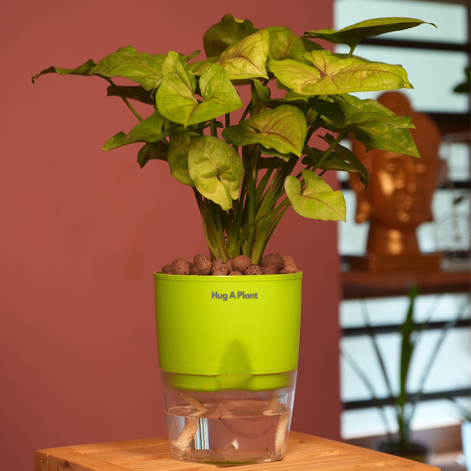 Syngonium Lemon - Live Plant (With Self-Watering Pot & Plant)