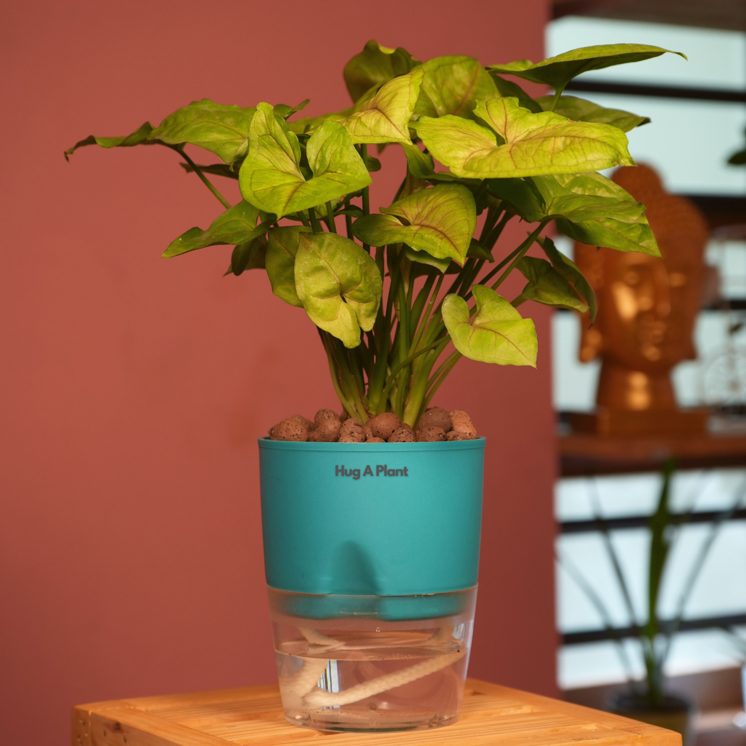 Syngonium Lemon - Live Plant (With Self-Watering Pot & Plant)