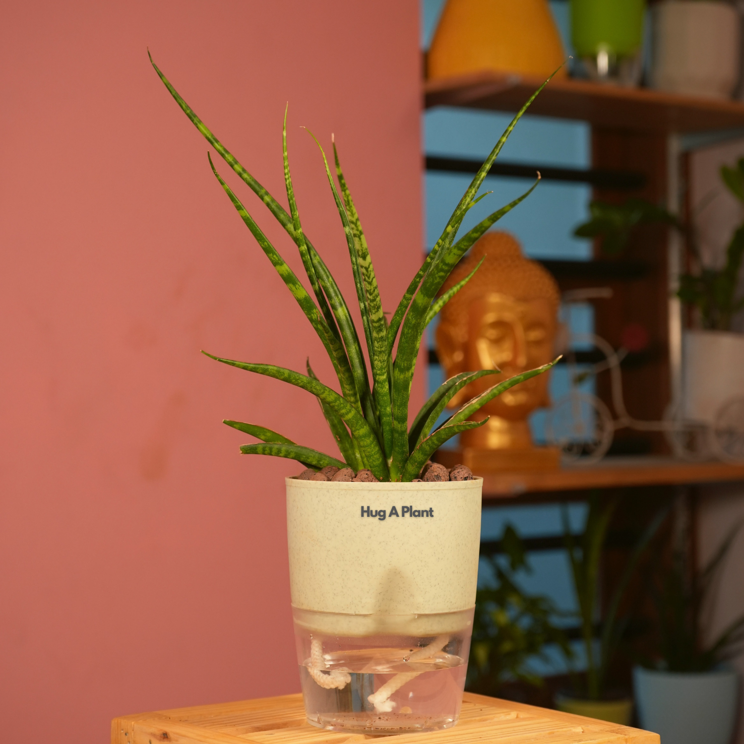 Mikado Snake Plant(Small)- Live Plant (With Self-Watering Pot & Plant)