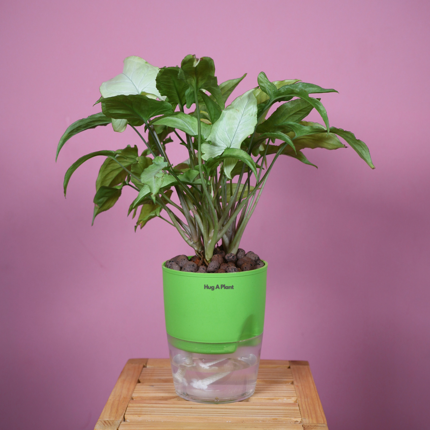 White Syngonium - Live Plant (With Self-Watering Pot & Plant)