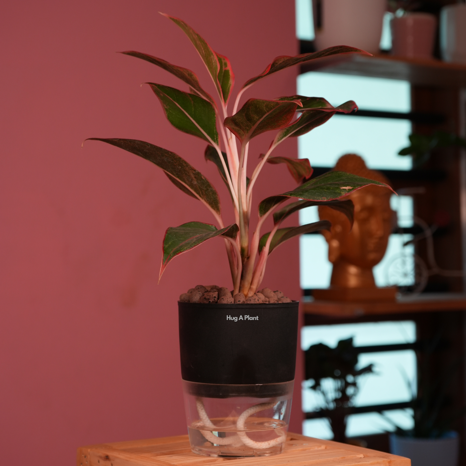 Aglaonema Lipstick - Live Plant (With Self-Watering Pot & Plant)