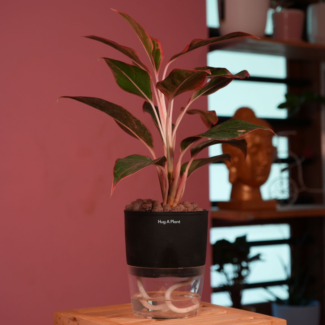 さぎこう 　Aglaonema Lip Stick Aechmea C Ｈ Aglaonema Lipstick Plant