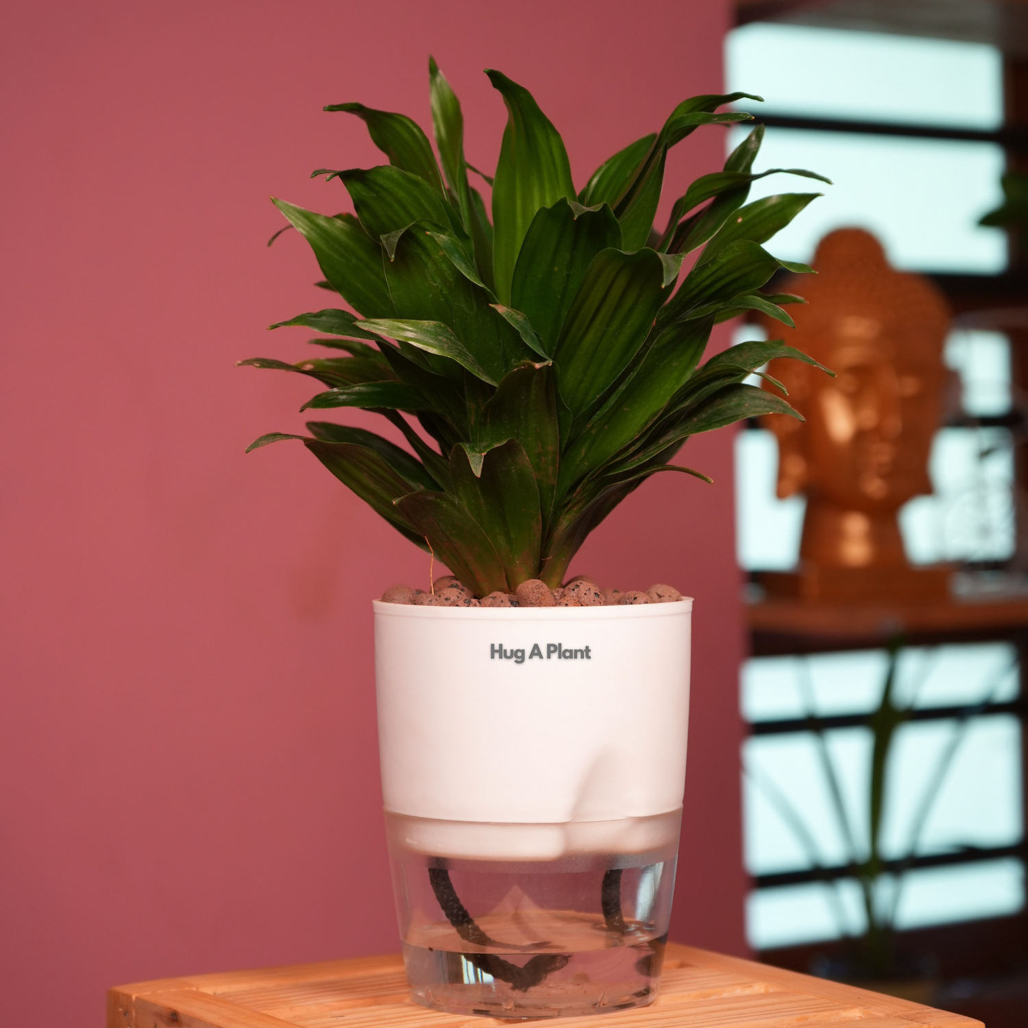 Dracaena Compacta - Live Plant (With Self-Watering Pot & Plant)