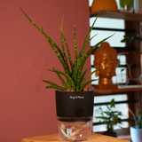 Mikado Snake Plant(Small)- Live Plant (With Self-Watering Pot & Plant)