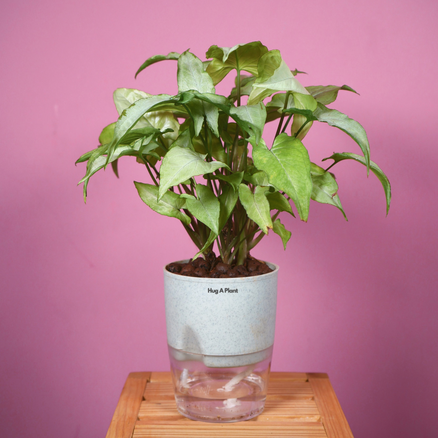 White Syngonium - Live Plant (With Self-Watering Pot & Plant)