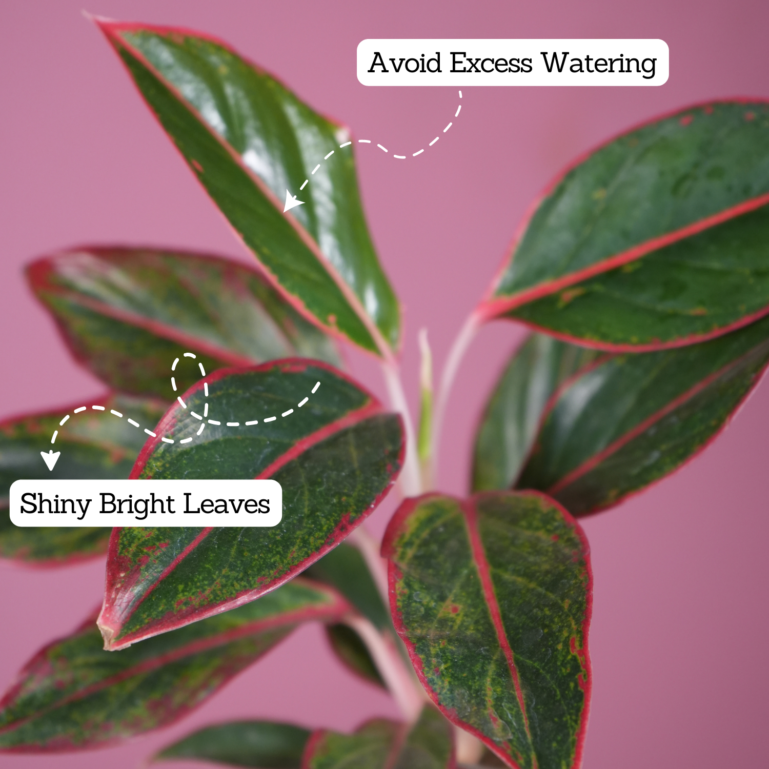 Aglaonema Lipstick - Live Plant (With Self-Watering Pot & Plant)