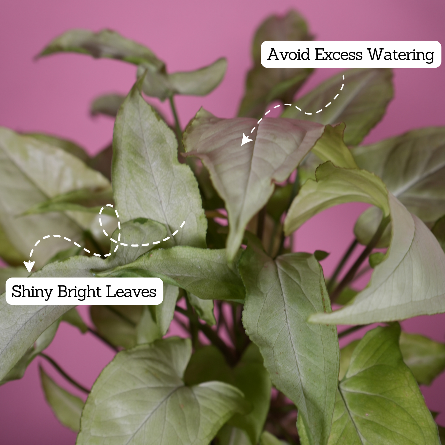 White Syngonium - Live Plant (With Self-Watering Pot & Plant)